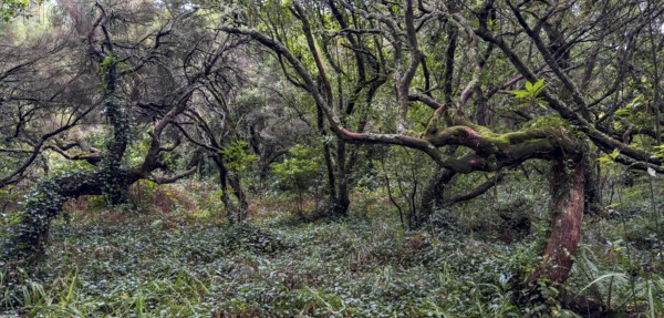 Laurel trees (Ocotea foetens) overgrown with moss and plants, old laurel forest, Laurisilva, Madeira, Portugal