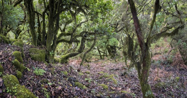 Laurel trees (Ocotea foetens) overgrown with moss and plants, old laurel forest, Laurisilva, Madeira, Portugal