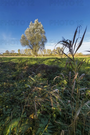 Silver willow (Salix Alba), in autumn, Senne, Bielefeld, North Rhine-Westphalia