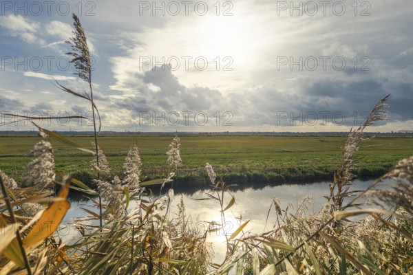 Moist meadows with reeds in the evening sun with the Hunte at Dümmer See, Lower Saxony