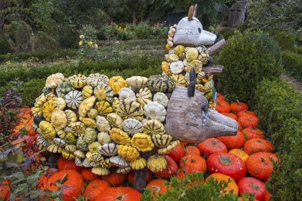 Decoration with pumpkins on a farm