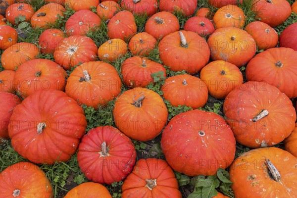Ripe red pumpkins