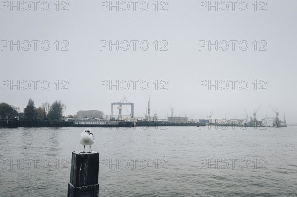 Cloudy morning mood with seagull at the piers, St. Pauli, Hamburg, Germany