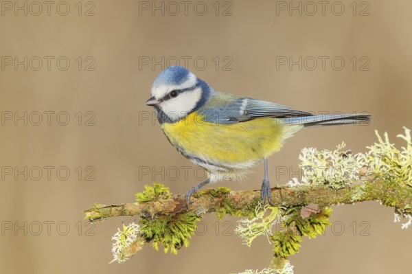 Blue tit (Parus caeruleus), sitting on a branch overgrown with moss and lichen, Wildlife, Animals, Birds, Tits, Siegerland, North Rhine-Westphalia, Germany