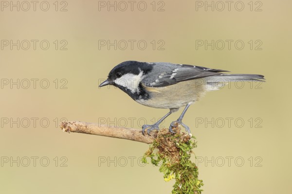 Fir tit (Periparus ater), sitting on a branch covered with moss, wildlife, animals, birds, tits, Siegerland, North Rhine-Westphalia, Germany