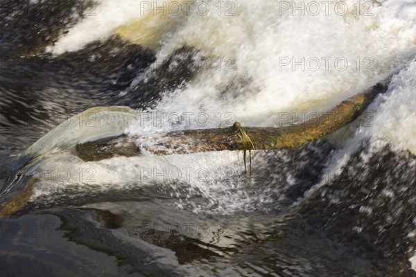 Driftwood log jammed on hydraulic jumps at base of water diversion dam on Des Mille-Iles RIver in summer, Terrebonne, Quebec, Canada
