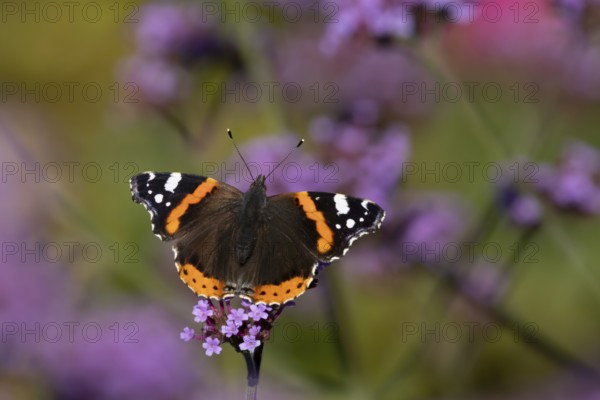 Red admiral butterfly (Vanessa atalanta) adult insect feeding on garden purple Verbena flowers in the summer, England, United Kingdom