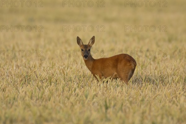 Roe deer (Capreolus capreolus) adult animal female doe in a farmland wheat field in summer, England, United Kingdom