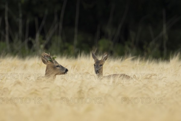 Roe deer (Capreolus capreolus) adult male roebuck and female doe two animals in a farmland barley field in summer, England, United Kingdom