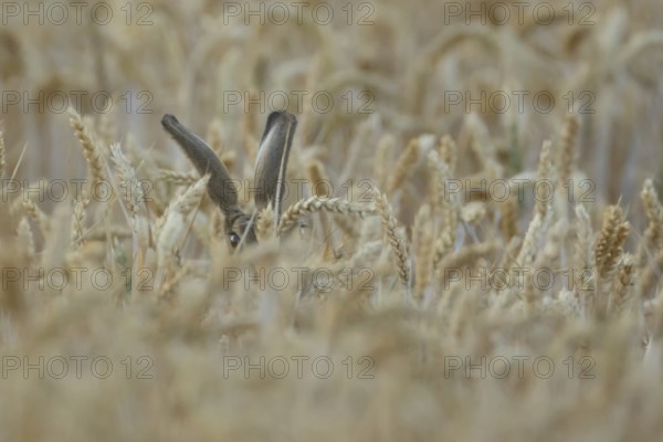 European brown hare (Lepus europaeus) adult animal in a farmland wheat field in summer, England, United Kingdom