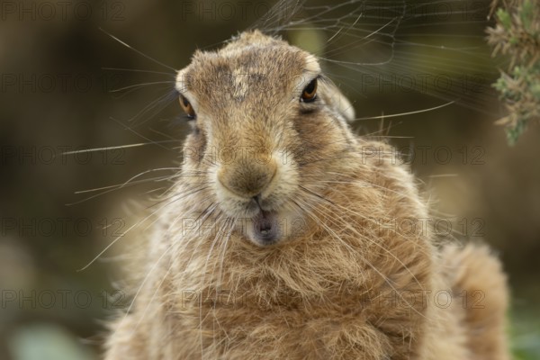 European brown hare (Lepus europaeus) adult animal head portrait, England, United Kingdom