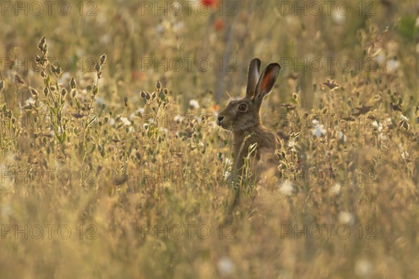 European brown hare (Lepus europaeus) adult animal amongst wildflowers in a farmland field in summer, England, United Kingdom