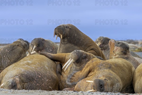 Atlantic walruses (Odobenus rosmarus) colony resting at terrestrial haulout / haul-out on beach along the coast of Svalbard / Spitsbergen in summer