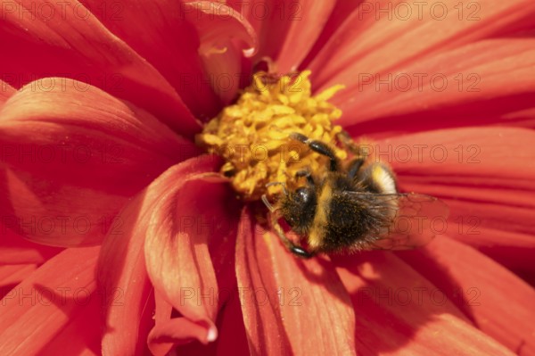 Buff tailed bumble bee (Bombus terrestris) adult insect feeding on garden Dahlia flower in the summer, England, United Kingdom