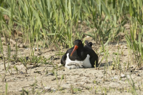 Eurasian oystercatcher (Haematopus ostralegus) adult wading bird seemingly adopted a Pied avocet (Recurvirostra avosetta) juvenile baby chick on an island in summer, RSPB Minsmere nature reserve, Suffolk, England, United Kingdom