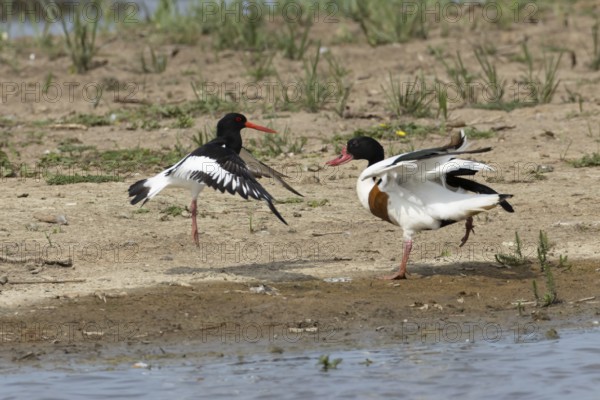 Eurasian oystercatcher (Haematopus ostralegus) adult wading bird fighting with a Shelduck (Tadorna tadorna) on an island in summer, RSPB Minsmere nature reserve, Suffolk, England, United Kingdom