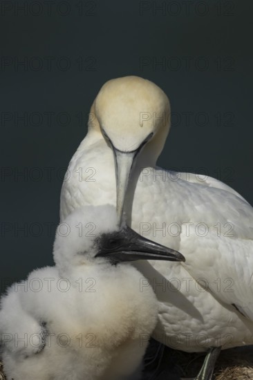 Northern gannet (Morus bassanus) adult parent bird and juvenile baby chick seabirds on a nest on a coastal cliff top in summer, RSPB Bempton cliffs nature resevre, Yorkshire, England, United Kingdom