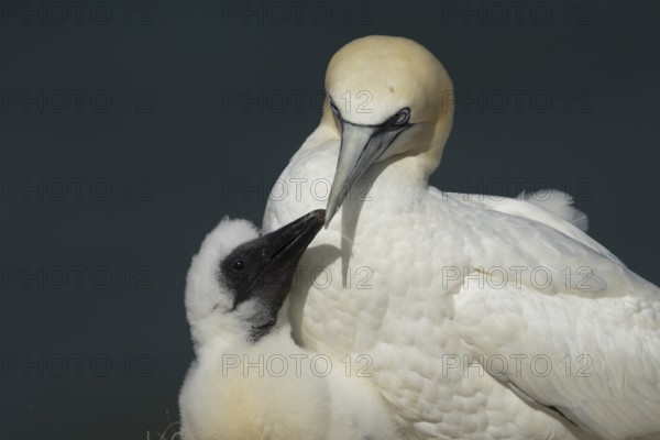 Northern gannet (Morus bassanus) adult parent bird and juvenile baby chick seabirds on a nest on a coastal cliff top in summer, RSPB Bempton cliffs nature resevre, Yorkshire, England, United Kingdom