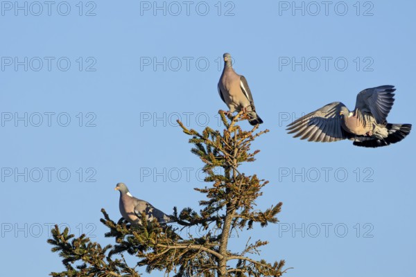 Wood pigeon (Columba palumbus) attacking an intruder, confrontation, courtship behaviour, aerial fight, Denmark