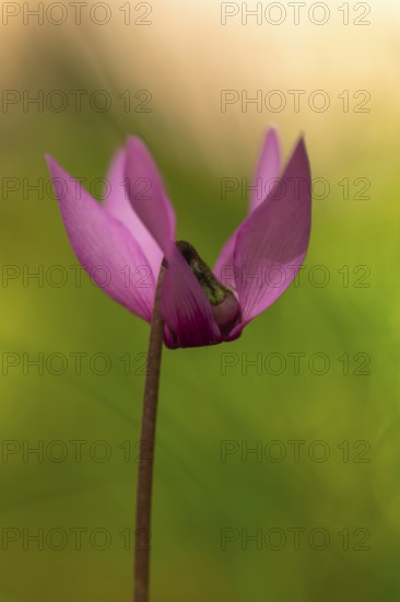 Delicate cyclamen blossom in Bad Reichenhall. Close-up of flowers on hiking trail in the Alps