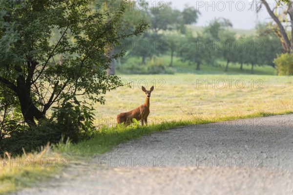 Deer and fawn cross the forest trail at sunset