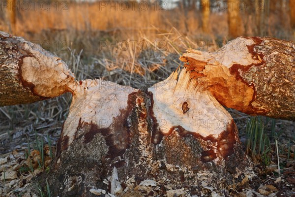 Beaver (Castor fibre), tree felled by a beaver, activities of a beaver, beaver cutting, Peene Valley nature park Park, Mecklenburg-Western Pomerania, Germany