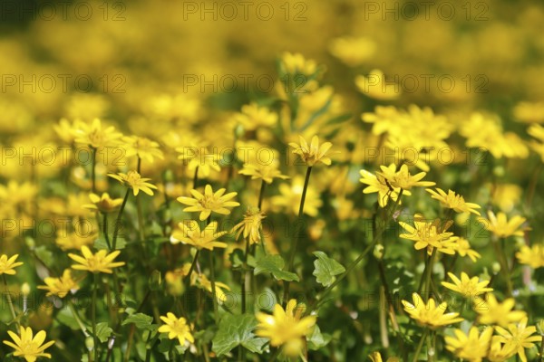 Lesser celandine (Ficaria verna, synonym: Ranunculus ficaria L.), flowers in a damp location, Peene Valley nature park Park, Mecklenburg-Western Pomerania, Germany