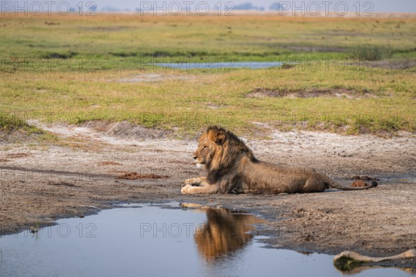 Maned lion, lion (Panthera leo), Ihaha, Chobe National Park, Botswana