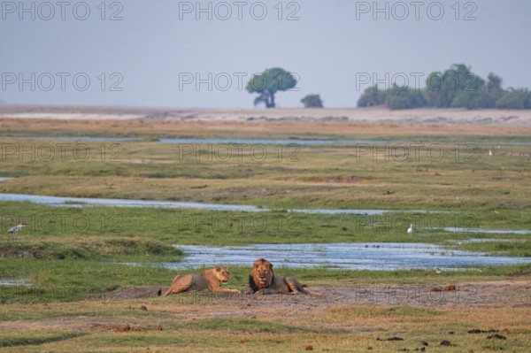 Maned lion and lioness, lion (Panthera leo), Ihaha, Chobe National Park, Botswana