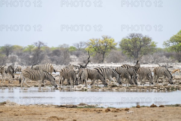 Herd of plains zebra (Equus quagga) at a waterhole, Etosha National Park, Namibia