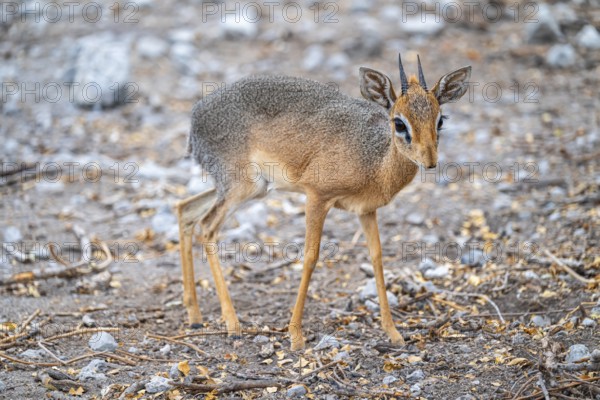 Damara dik-dik or kirk dik-dik (Madoqua kirkii), adult animal in the undergrowth, Etosha National Park, Namibia