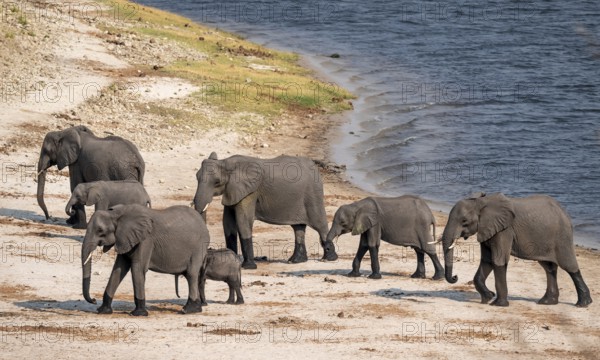 Herd of African elephants (Loxodonta africana), Ihaha, Chobe National Park, Botswana