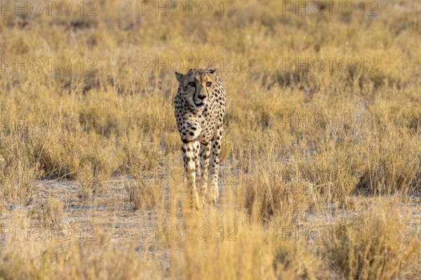 Cheetah (Acinonyx jubatus) running in dry savannah, Etosha National Park, Namibia
