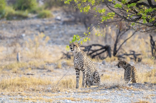 Two cheetahs (Acinonyx jubatus) in dry savannah, Etosha National Park, Namibia