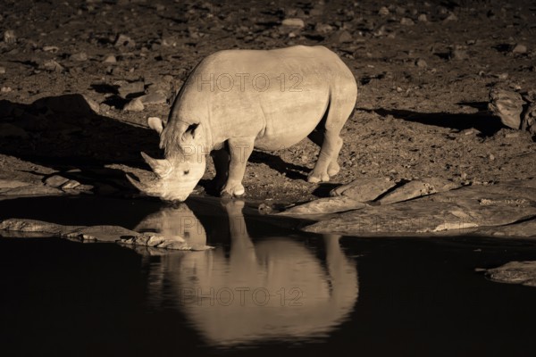 Night shot, black rhino (Diceros bicornis), Okaukuejo waterhole, Etosha National Park, Namibia