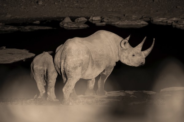 Night photograph, black rhino (Diceros bicornis) with young, Okaukuejo waterhole, Etosha National Park, Namibia