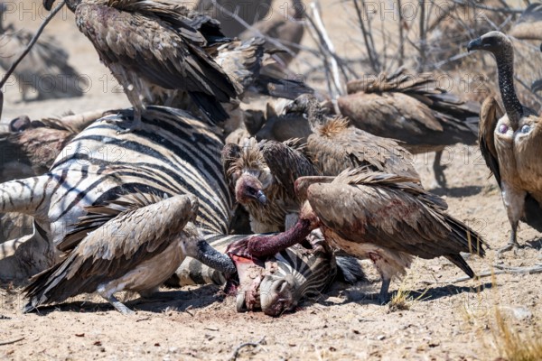 White-backed vulture (Gyps africanus) with bloody head sitting on the head of a dead plains zebra (Equus quagga), vultures feeding on the carcass, Etosha National Park, Namibia