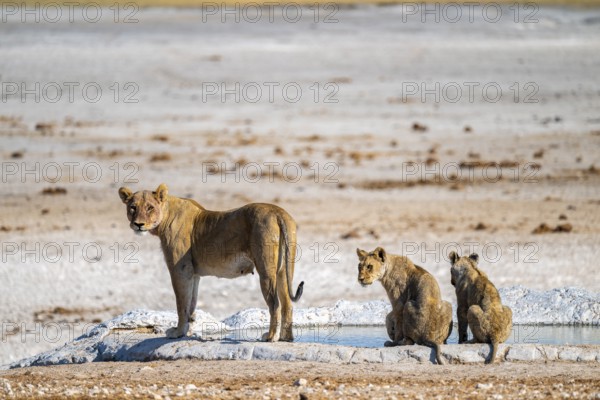 Lion (Panthera leo), with young at the waterhole, Nebrowni waterhole, Etosha National Park, Namibia