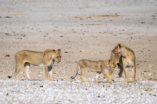 Lioness (Panthera leo) with cubs, Etosha National Park, Namibia