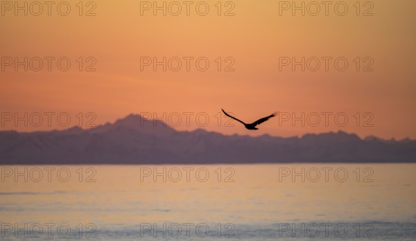Bald eagle (Haliaeetus leucocephalus) flying in front of mountain silhouettes of the Aleutian chain, at sunset, picturesque golden light of the midnight sun, Cook Inlet, Anchor Point, Anchor River State Recreation Area, Alaska, USA