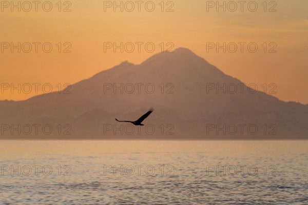 Bald eagle (Haliaeetus leucocephalus) flying in front of mountain silhouettes of the Aleutian chain with peak Mount Redoubt, at sunset, picturesque golden light of the midnight sun, Cook Inlet, Anchor Point, Anchor River State Recreation Area, Alaska, USA