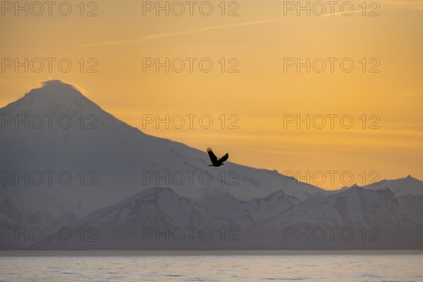Bald eagle (Haliaeetus leucocephalus) flying in front of mountain silhouettes of the Aleutian chain with peak Mount Iliamna, at sunset, picturesque golden light of the midnight sun, Cook Inlet, Anchor Point, Anchor River State Recreation Area, Alaska, USA