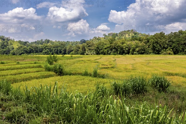 Wide green fields under a blue sky with clouds surrounded by forests, green rice paddies in the countryside near Kandy in Sri Lanka