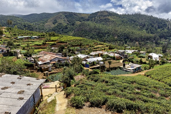 Rural settlement nestled in green hills and vegetation with houses and lush nature, tea plantations near Kandy in Sri Lanka