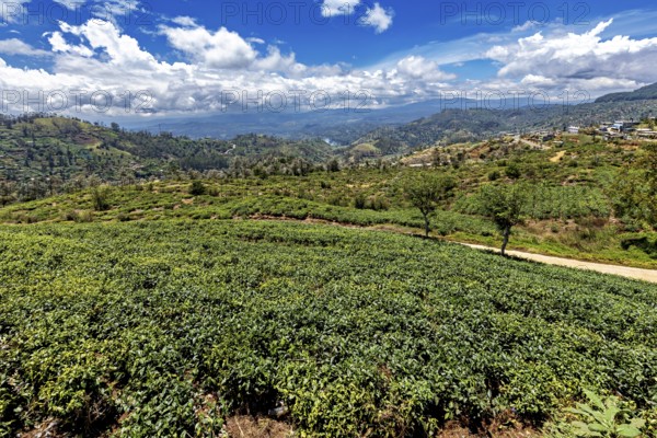 Green hills with lush vegetation and cloudy skies stretch to the horizon, tea plantations near Kandy in Sri Lanka