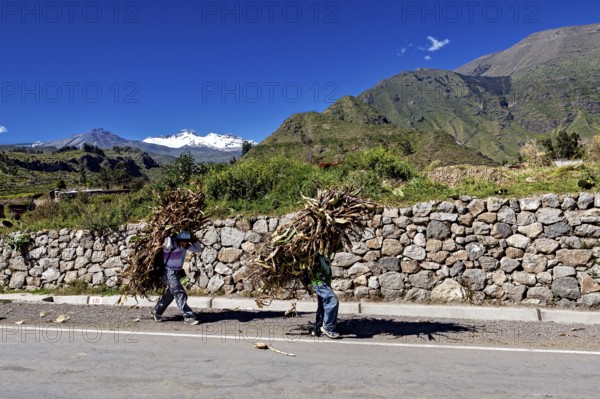 Two people carry wood in a picturesque mountain landscape along a stone-walled road, two Peruvian farmers carry the corn harvest