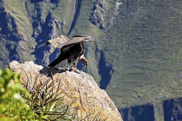 A condor spreads its wings on a rock in a green mountain landscape, The Andean condor (Vultur gryphus) at the Colca Canyon in Peru