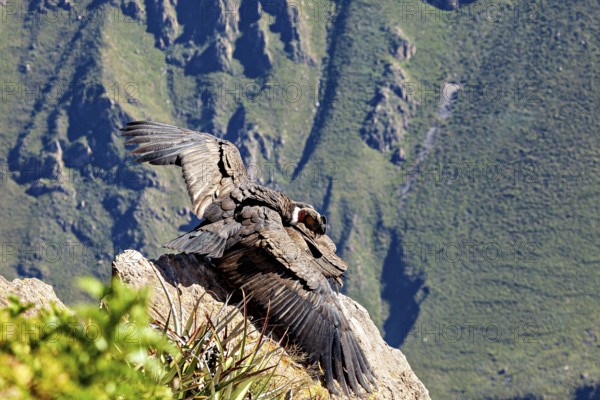 Condors on rocks with outstretched wings in front of green mountains, The Andean condor (Vultur gryphus) at the Colca Canyon in Peru