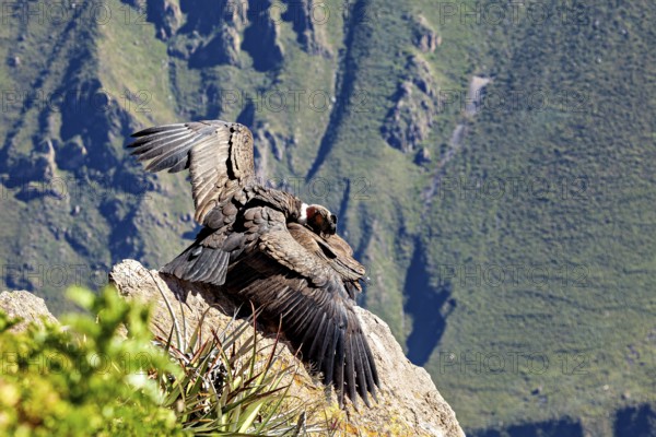 Two condors on rocks with folded wings in front of a mountain backdrop, The Andean condor (Vultur gryphus) at Colca Canyon in Peru