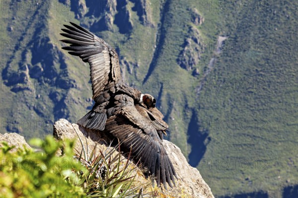 Close-up of condors with wings on rocks against a green background, The Andean condor (Vultur gryphus) at Colca Canyon in Peru